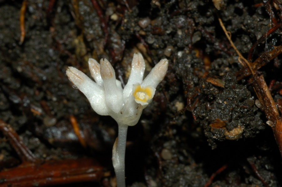 为水玉簪科植物水玉簪 i>burmannia /i> i>  /i> i>disticha /i> l.