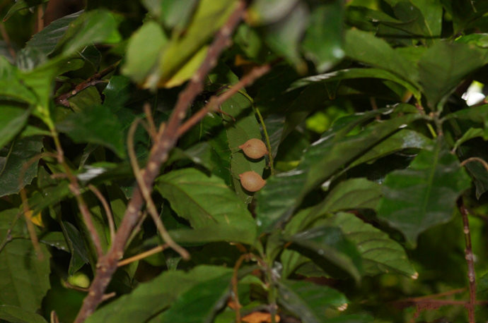  p>海南山龙眼(学名: i>helicia hainanensis /i> hayata)是山龙眼科