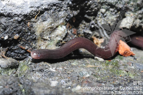  p>钩盲蛇(学名:ramphotyphlops braminus)又名入耳 a href="#" data