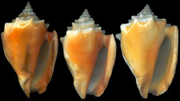  p>金拳凤凰螺(学名: i>strombus pugilis /i>)雌雄异体.