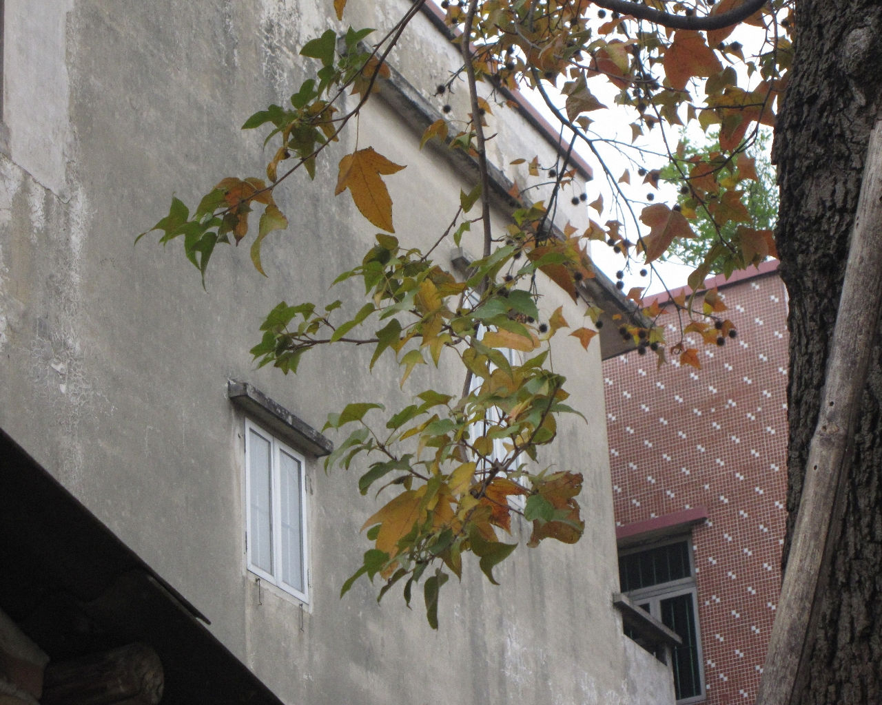 三角槭 (原变种)