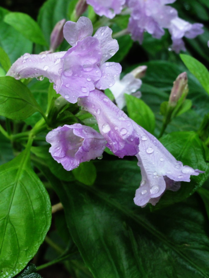  p data-id="tzaya1ii4rls">板蓝( i>strobilanthes cusia /i> (nees)