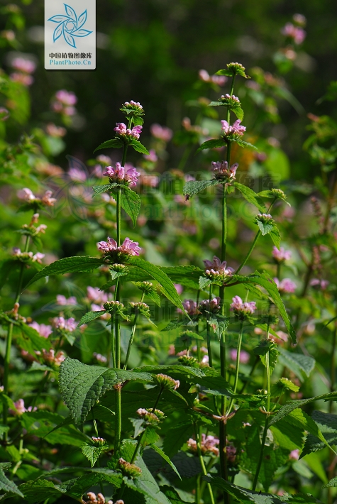  p>大叶糙苏(学名: i>phlomis maximowiczii /i> regel)是唇形科糙苏