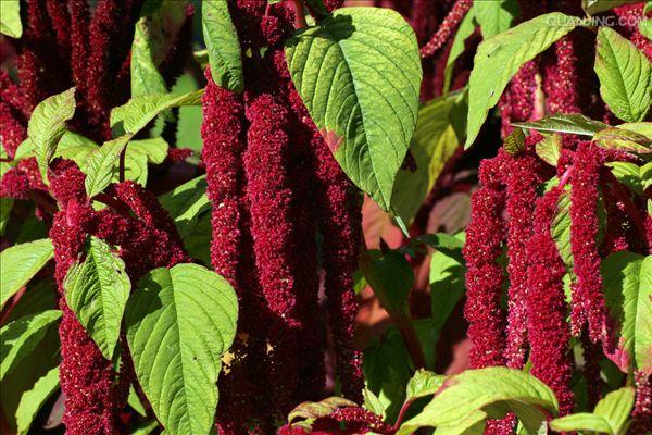  p>尾穗苋(学名: i>amaranthus caudatus /i> l.