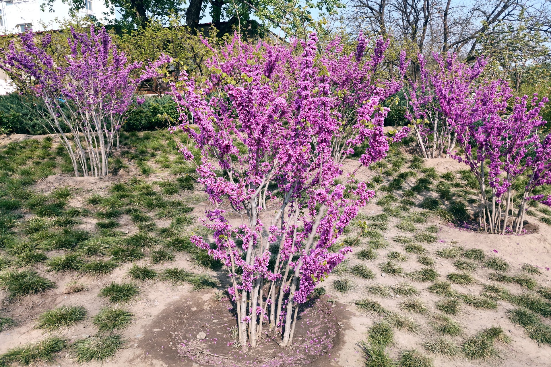 cercis chinensis bunge