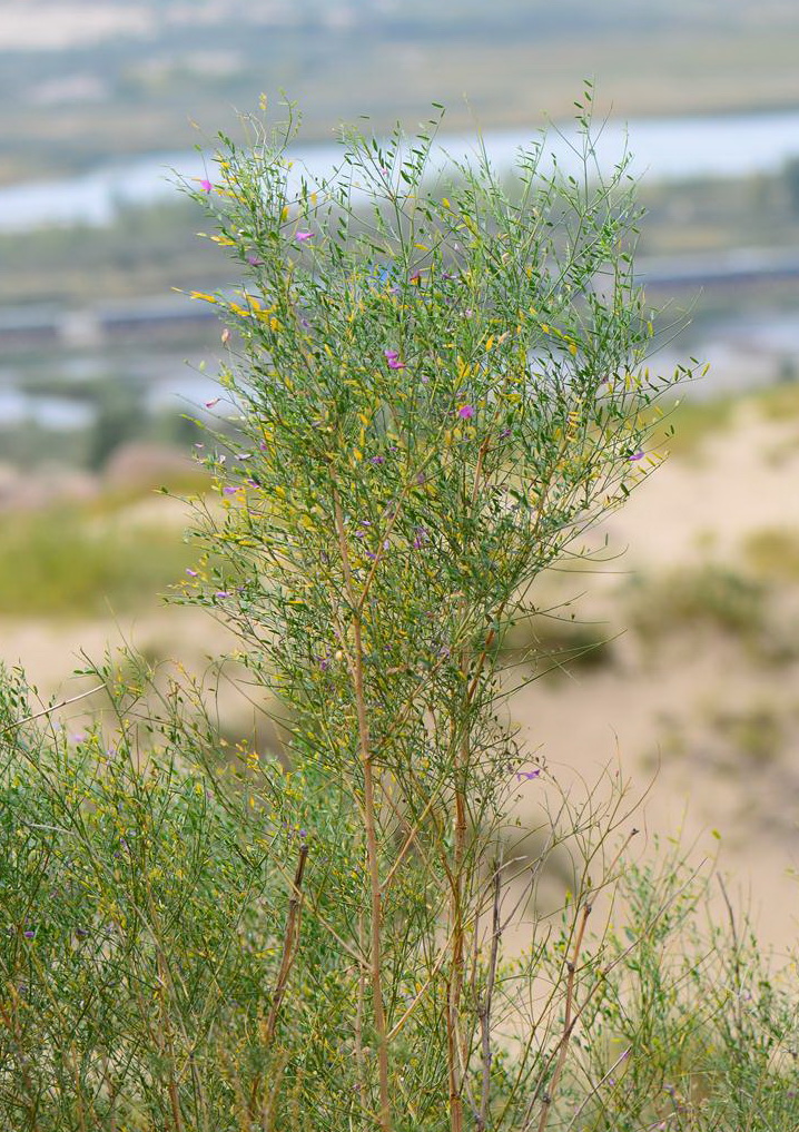 踏郎横山亚群体17号