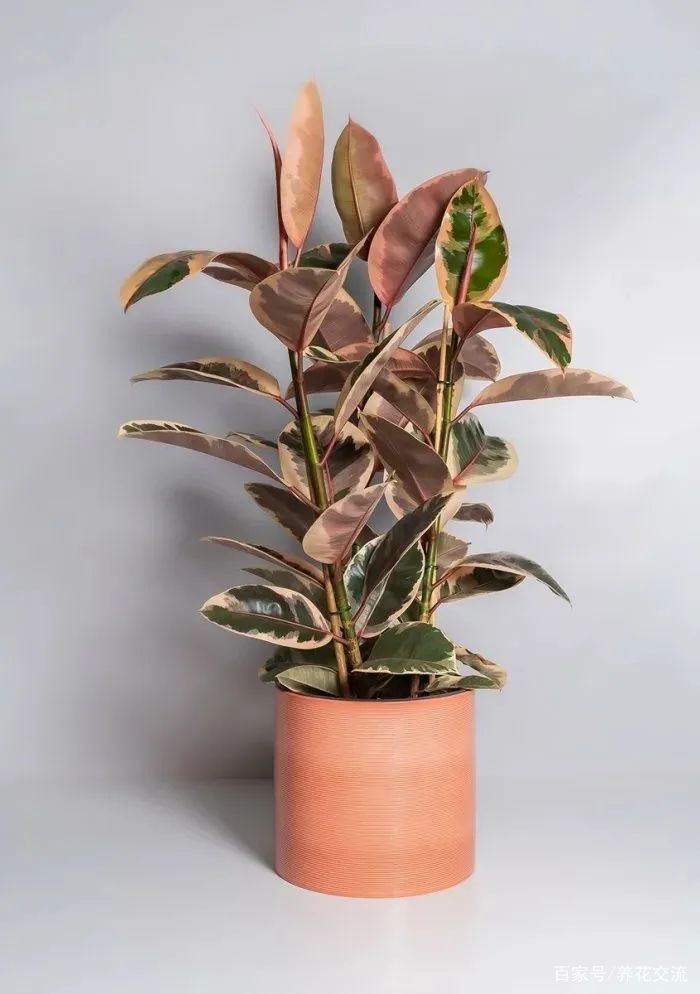 美如画的榕属植物，这几个花叶榕树品种很值得“珍藏”_百科TA说