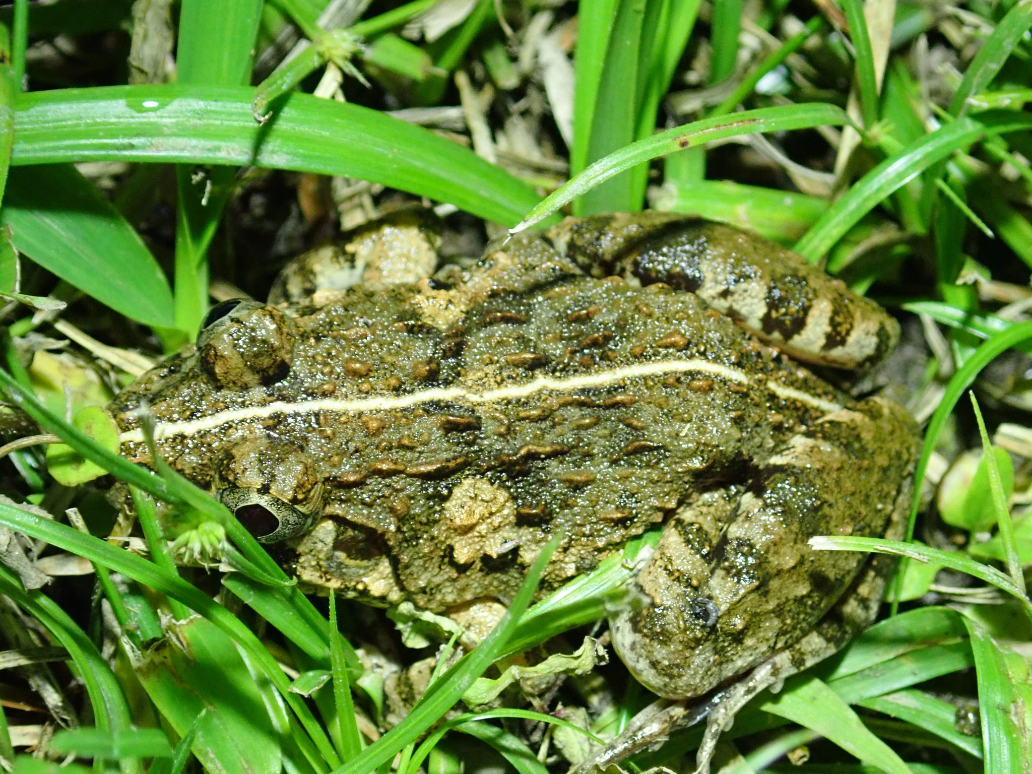 rana cancrivora