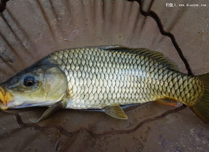 宽甸鸭绿江鲤鱼