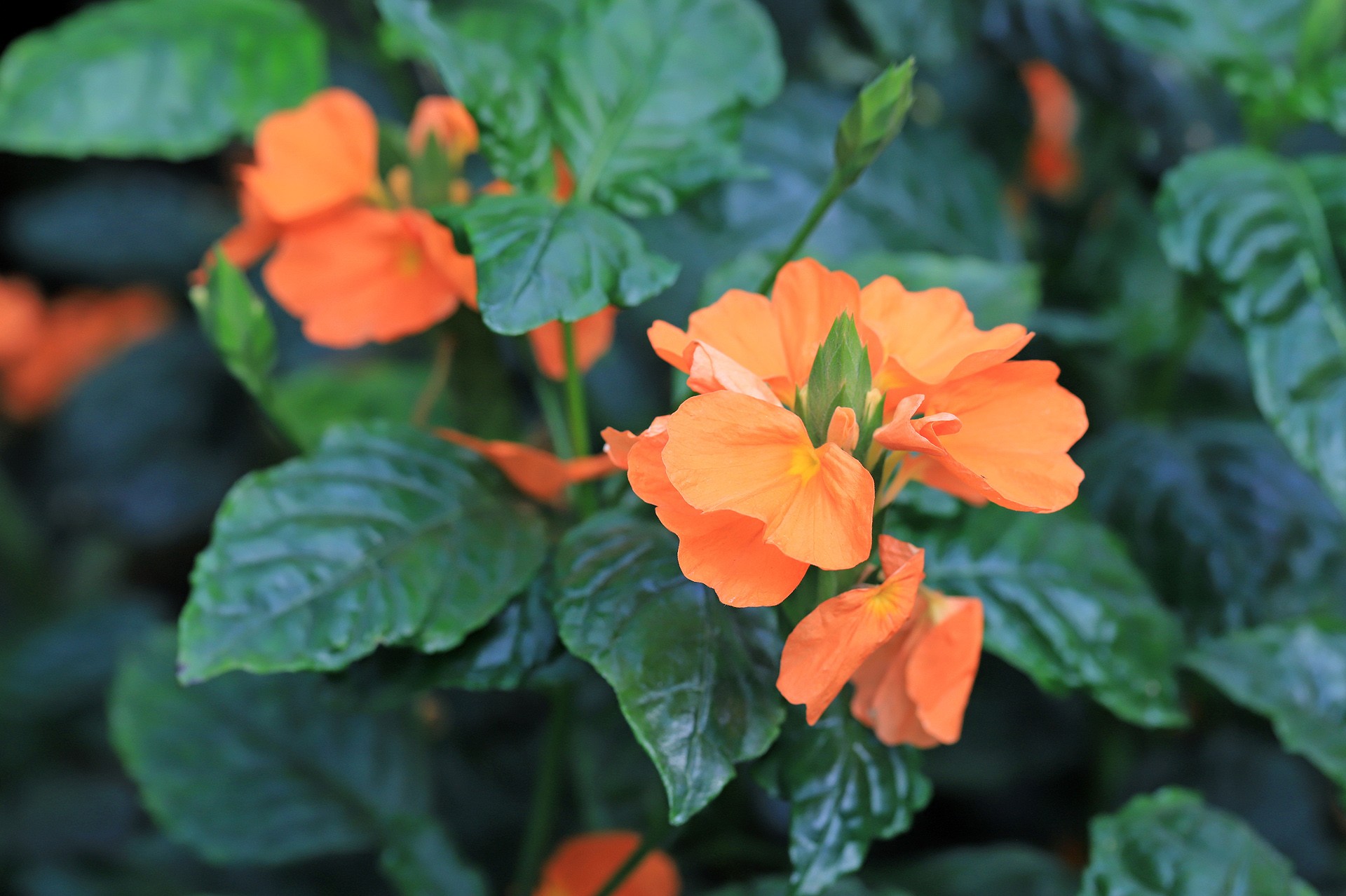  p> a target="_blank" href="/item/十字爵床属/2443651" data-lemma