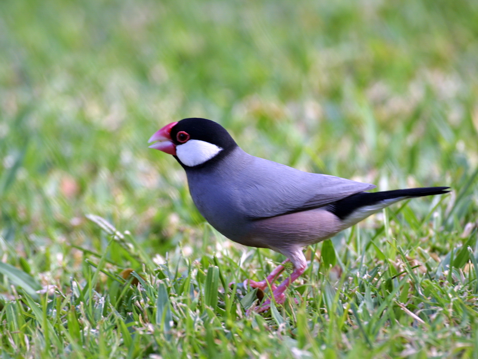  p>禾雀(学名: i>lonchura oryzivora /i>)是文鸟科,禾雀属小型鸟类