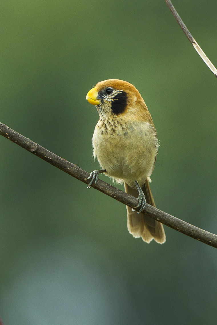  p>点胸鸦雀(学名: i>paradoxornis guttaticollis /i>)是莺科,鸦雀属