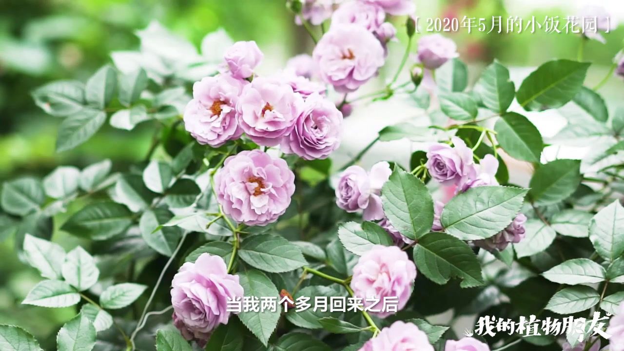 植物 生命形态之一 百度百科