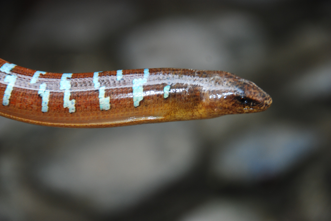  p>海南脆蛇蜥物种已被列入中国国家林业局2000年8