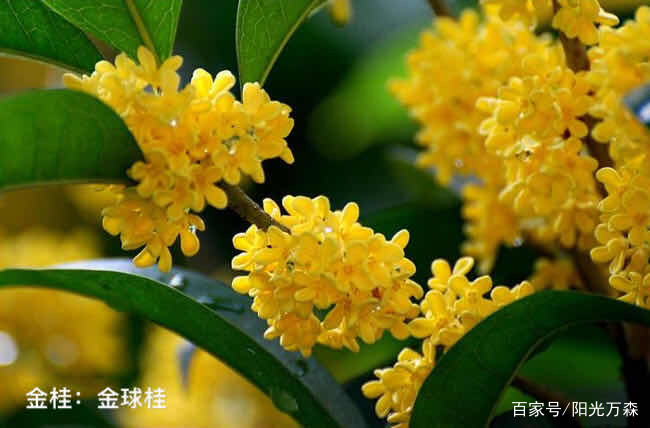 桂花——四大类主要二十五个名贵品种详介_百科TA说