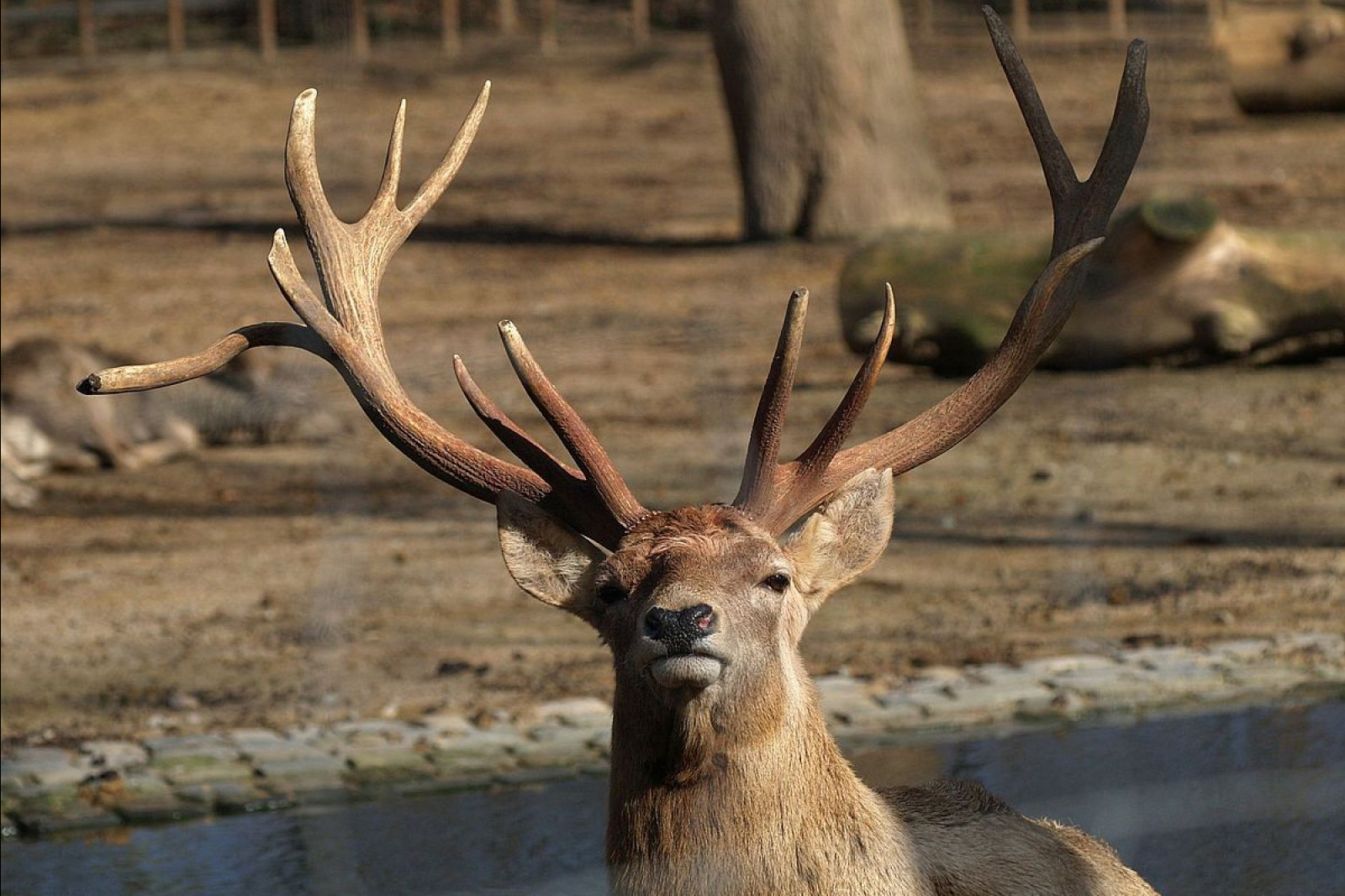 cervus yarkandensis bactrianus