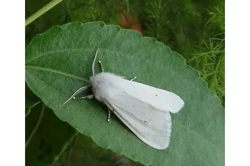 白钩小卷蛾