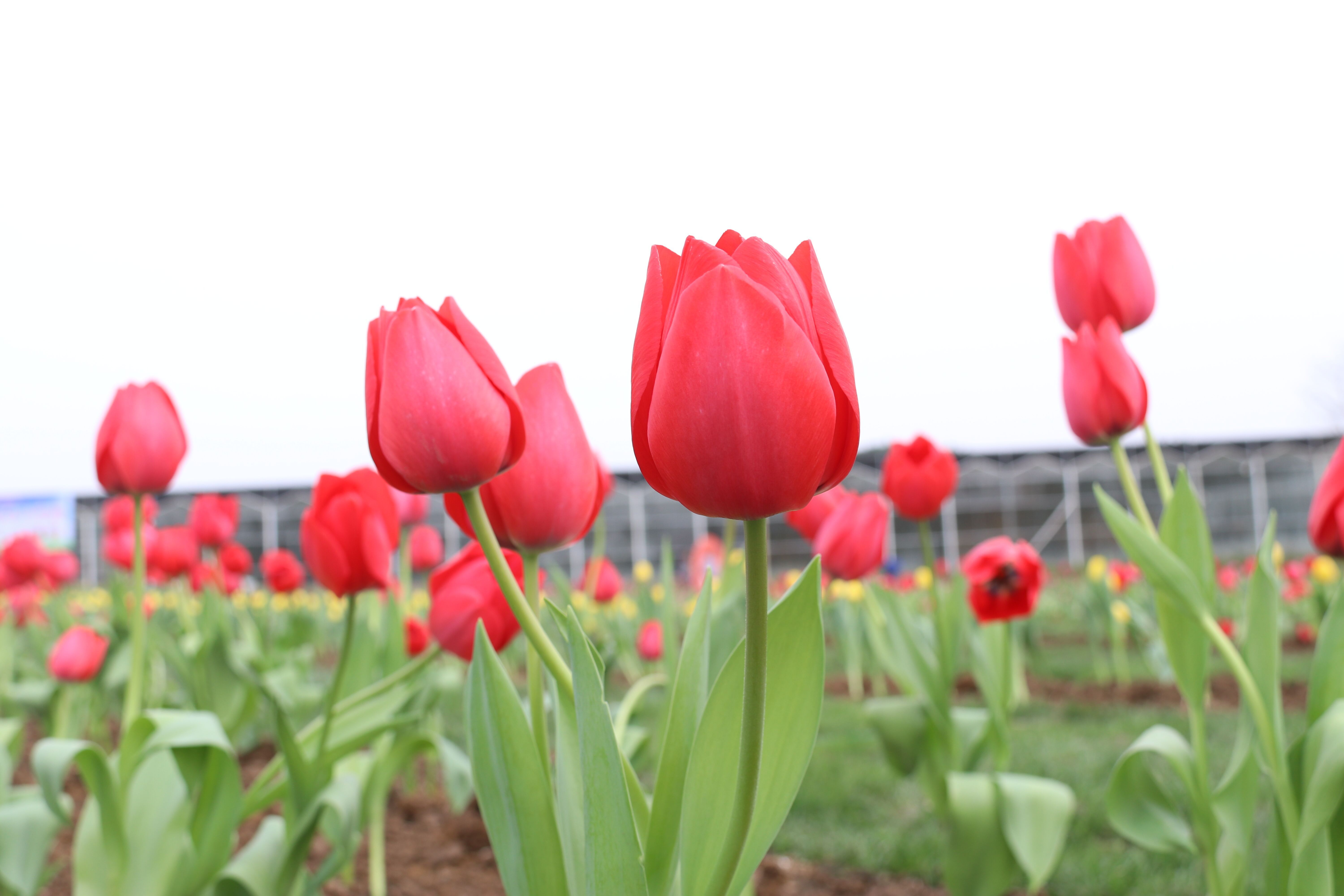 蓬溪县天福万象第四届郁金香观赏节将于3月6日盛大开园 百科ta说