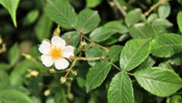  p>悬钩子蔷薇(学名: i>rosa rubus /i>  lévl. et vant.