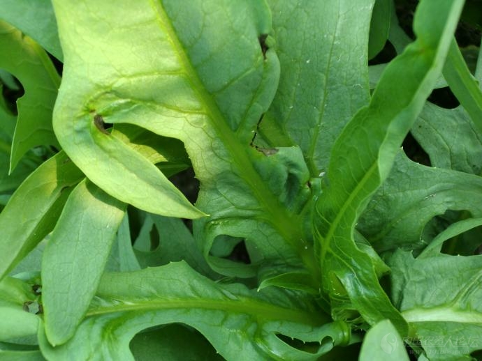  p>也叫脉菜,麦菜,禾镰菜,飞唛等,一,二年生 a href="#" data-lemmaid