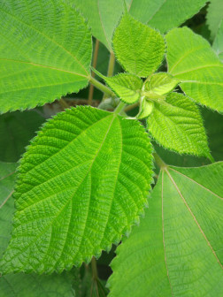 苎麻（荨麻科苎麻属植物）_百度百科