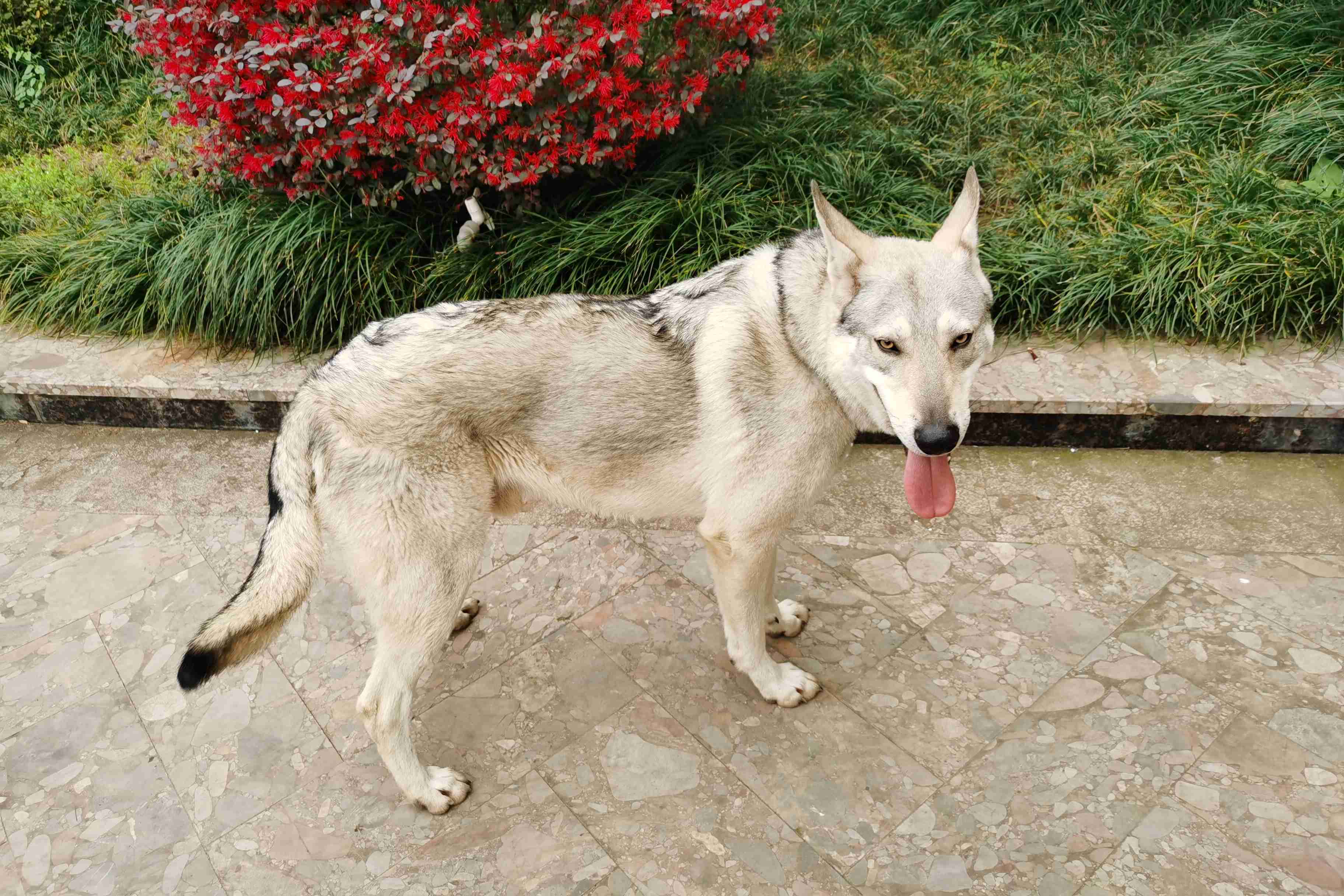  p>混血狼是指某一灰狼 a target="_blank" href="/item/亚种/6290944