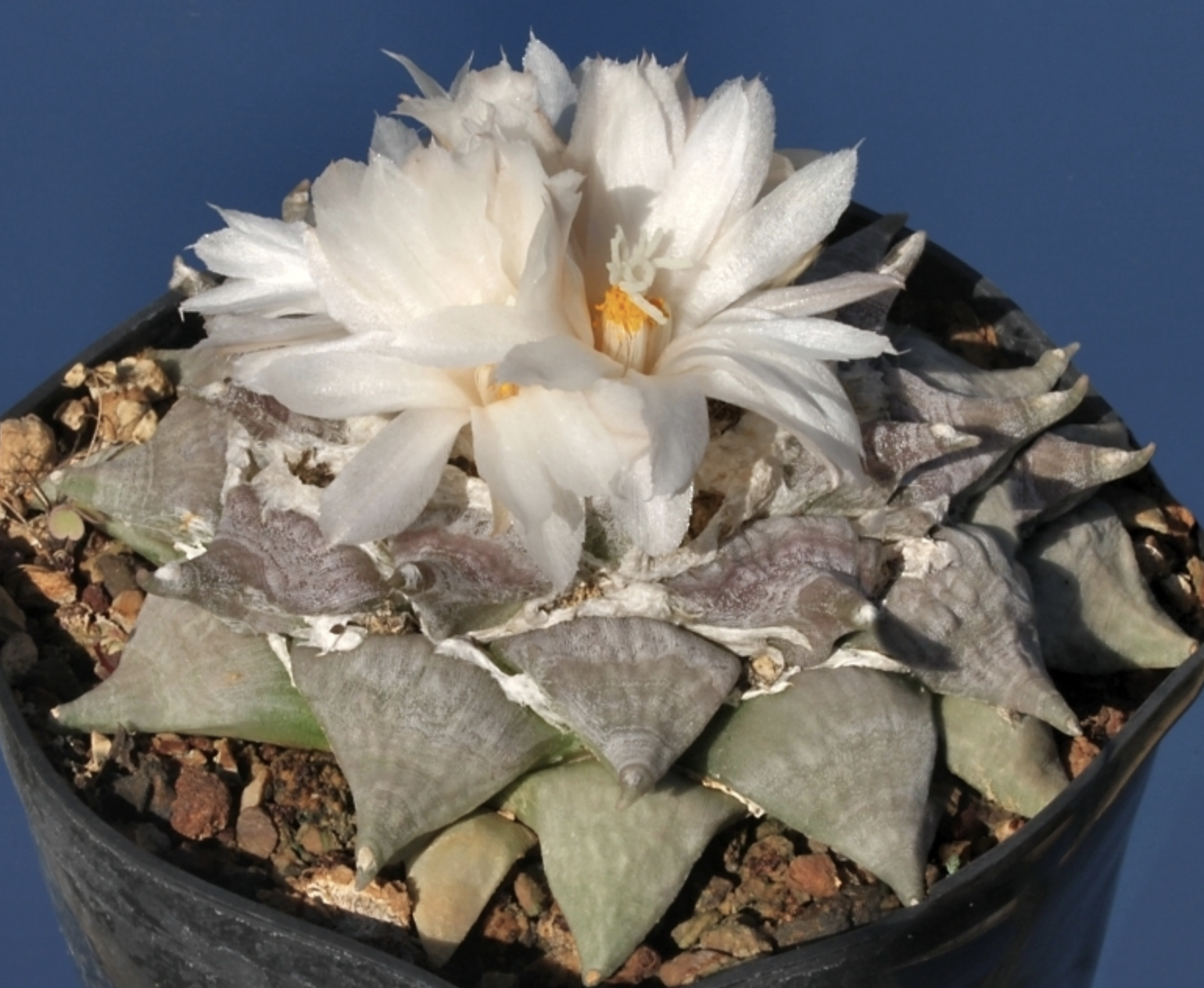 是仙人掌科,岩牡丹属多年生草本多浆植物.