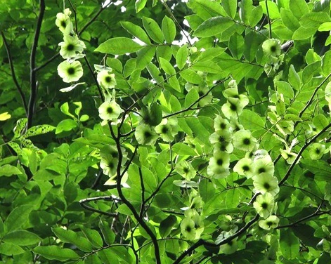 胡桃科青钱柳属的落叶乔木植物.