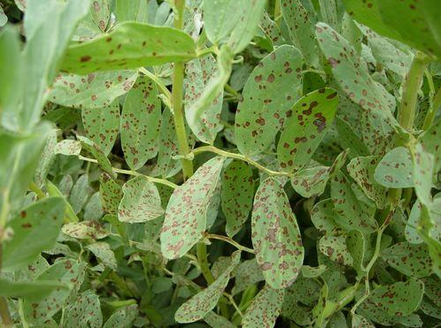 href="/item/蚕豆/1462" data-lemmaid="1462">蚕豆 /a>的病害