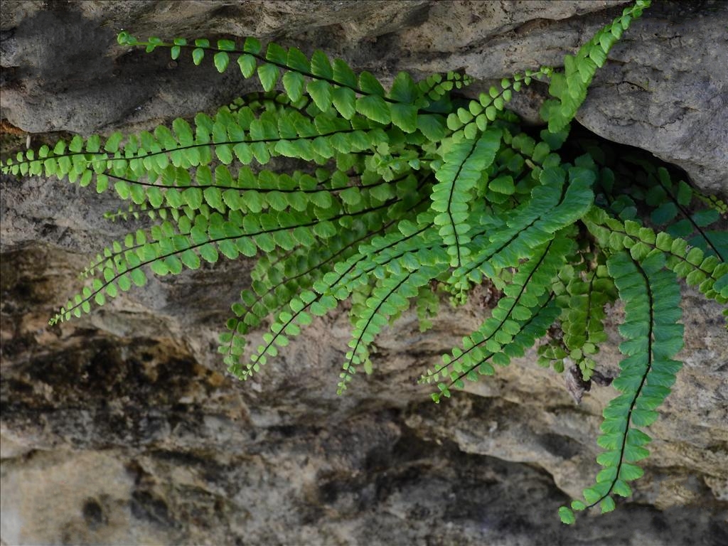  p>普通铁线蕨(学名: i>adiantum edgeworthii /i> hook.