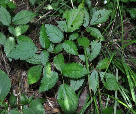 是蔷薇科,假升麻属植物.