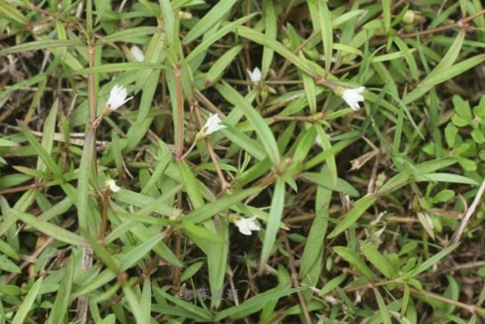 蛇舌草 与 蛇 重名的蛇伤灵药 百科ta说