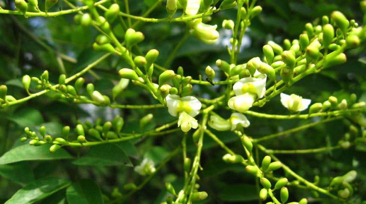  p>槐属(学名: i>styphnolobium /i> schott)是 a target="_blank"