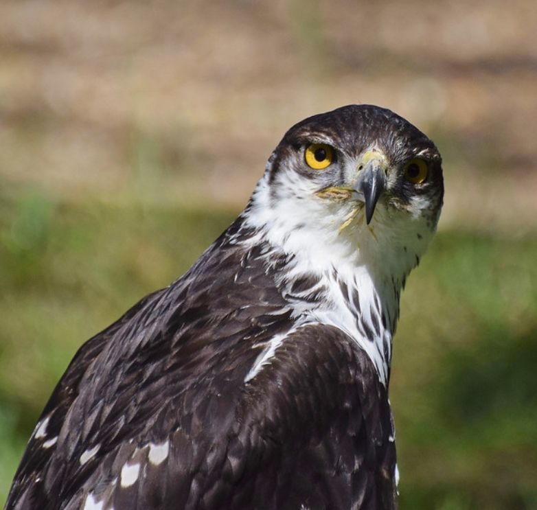  p>非洲雕(学名: i>aquila spilogaster /i>):是鹰科,雕属的猛禽.