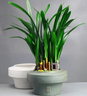 香兰（兰科香兰属植物）_百度百科