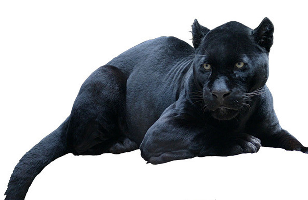  p data-id="tfwyatr3n0ff">黑豹,是食肉目猫科豹属哺乳动物,是金钱豹