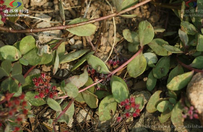  p>圆叶八宝(学名:hylotelephium ewersii (ledeb.) h.