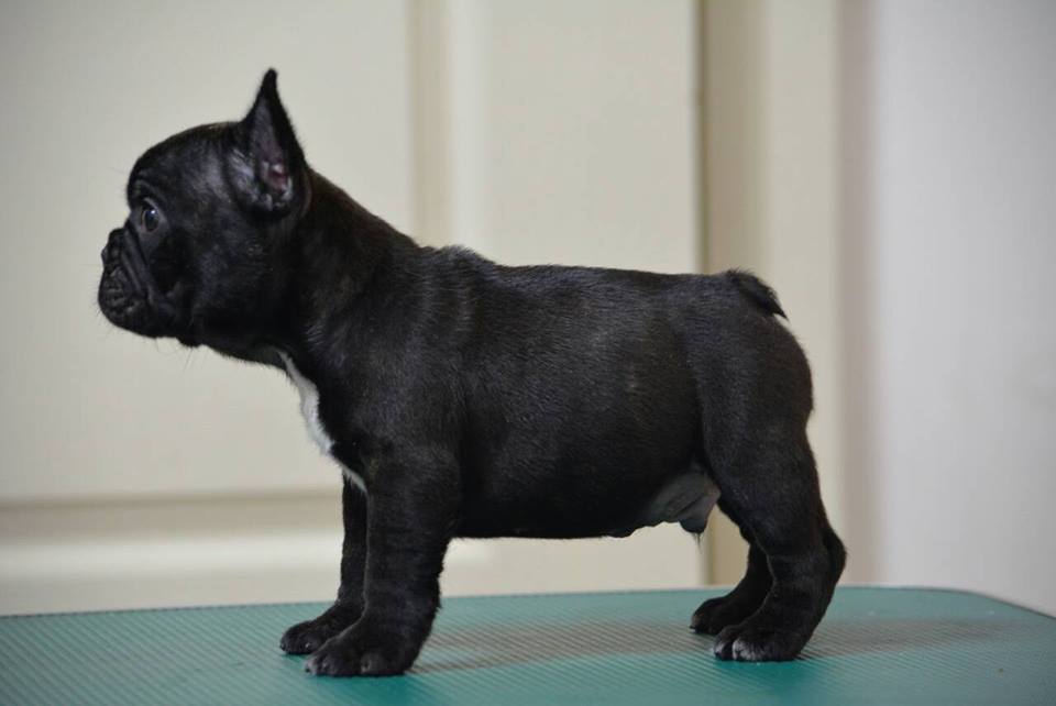  p>具有传奇色彩的俄罗斯斗牛犬是一种打斗犬,现在人们把它统一称为"