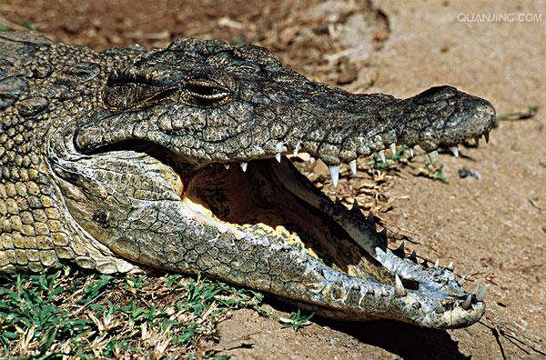  i>crocodylus niloticus /i>),是非洲最大的鳄鱼和最大的爬行动物,是