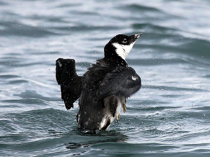  p>扁嘴海雀(学名: i>synthliboramphus antiquus /i>)全长约25厘米.