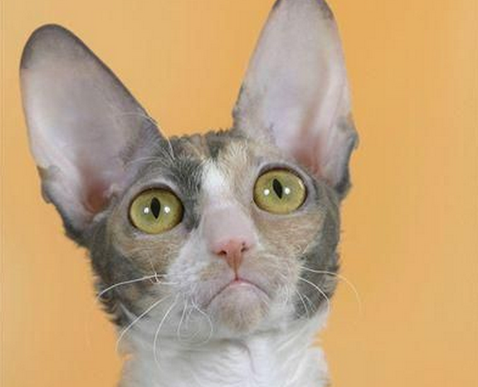 科尼斯雷克斯猫