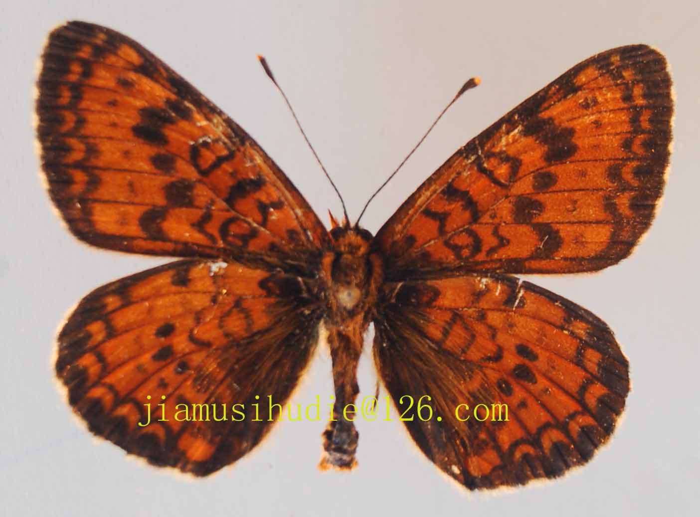 镀银豹蛱蝶