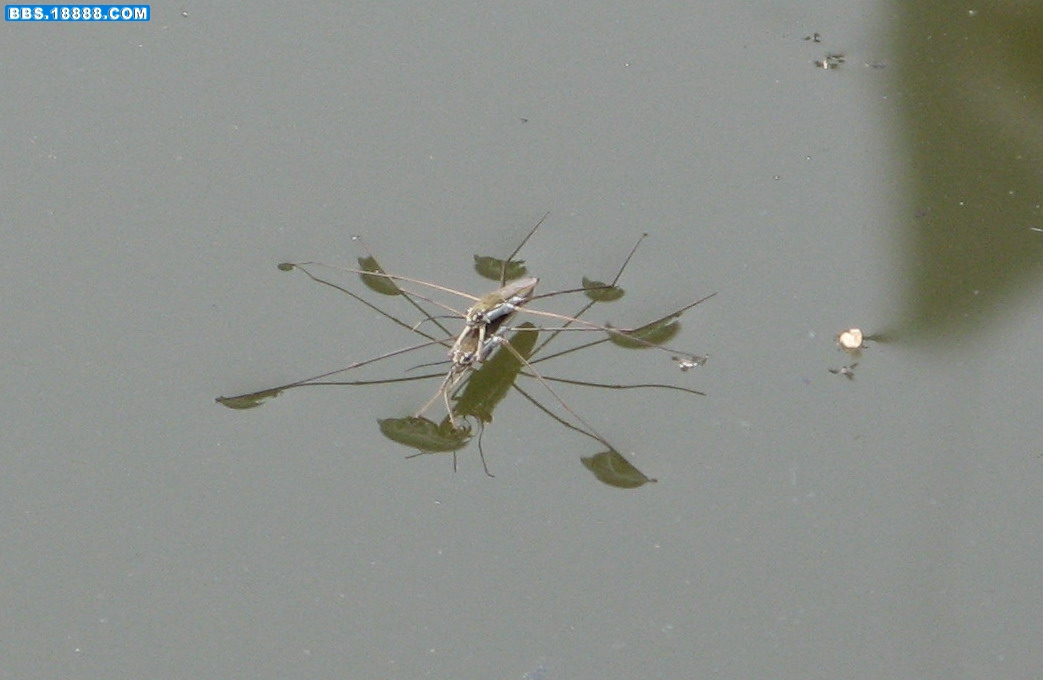水虱子