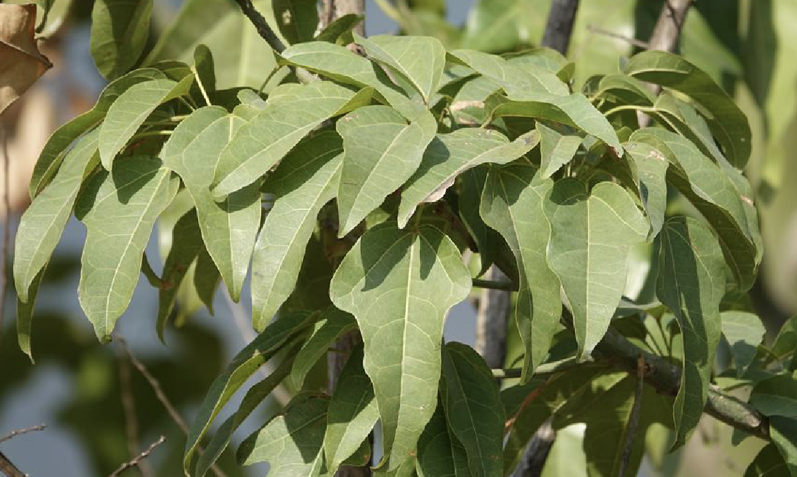  p>槭叶酒瓶树(学名: i>brachychiton /i>  i>acerifolius /i> (a.