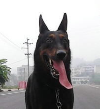  p data-id="gnb1phn77g">红犬是由 a target=