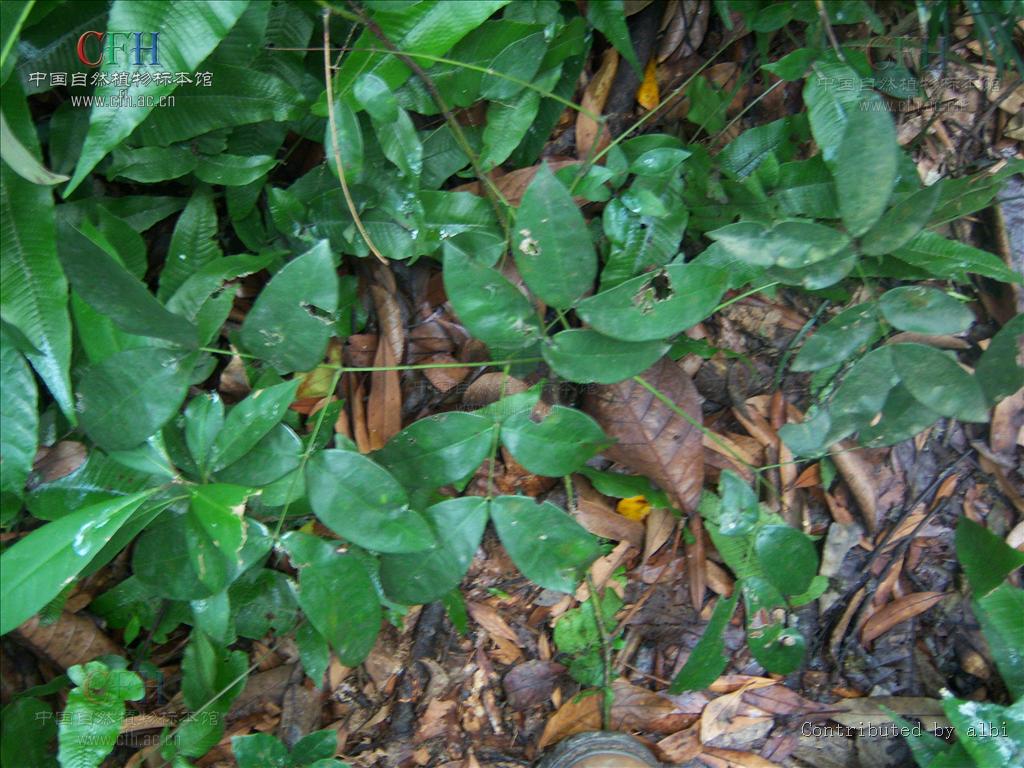  p data-id="tbnapvxzhaos">刺果苏木是豆科小凤花属有刺藤本.