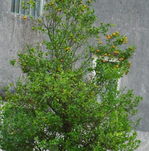 ">四季橘( i>citrus microcarpa  /i>bunge)是芸香科柑橘属常绿小灌木