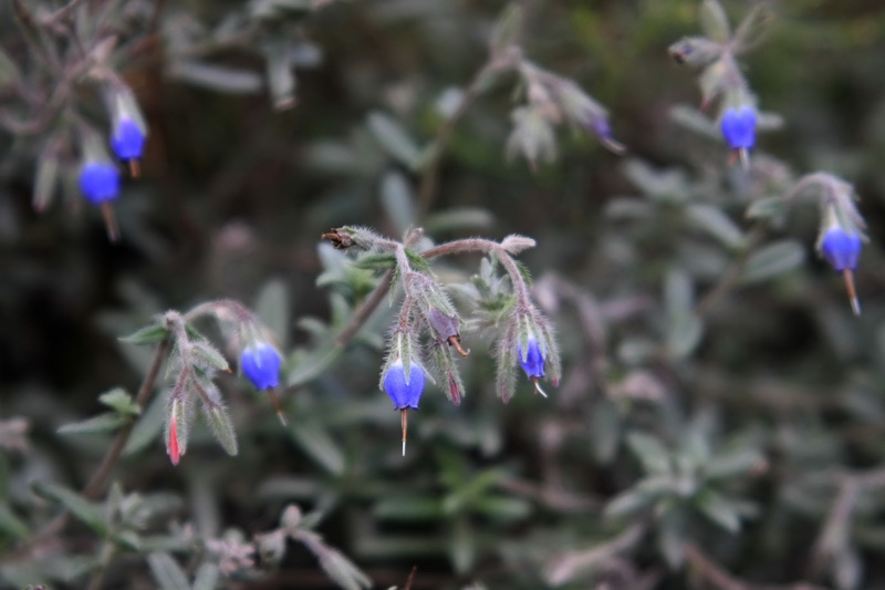  p>滇紫草(学名:onosma paniculatum bur. et fr.