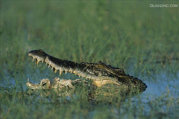  p>湾鳄(学名: i>crocodylus porosus /i>)是鳄科,鳄属的一种鳄鱼.