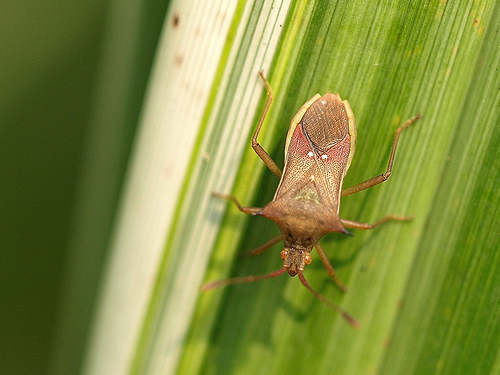  p>昆虫名,为半翅目,缘蝽科.